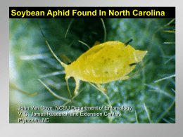 Soybean Aphid Found In North Carolina