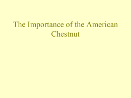 Chestnut Importance PowerPoint