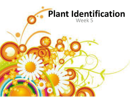 Plant Identification_5