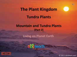 Tundra Plants Mountain and Tundra Plants