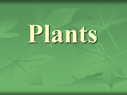 plants - Doral Academy Preparatory