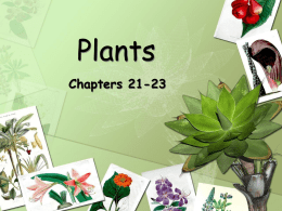 Chapters 21 - Plant slides