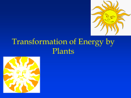 Energy and Plants