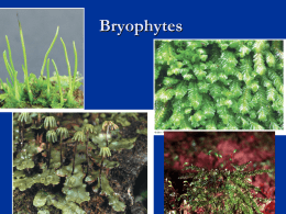 04 Bryophytes