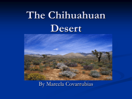 The Chihuahuan Desert