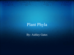 1321459593plant_phyla
