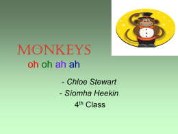 SiomhaChloe - Monkey