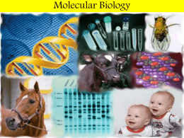 Molecular Biology Study Guide Powerpoint