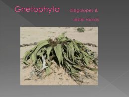 Gnetophyta[1]