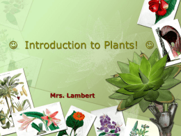 Plants pp-gl - Mrs-Lamberts-Biology