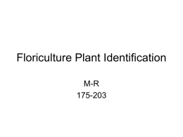 Plant Identification M-R