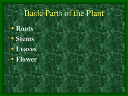 plant parts 1