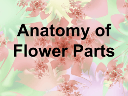 Anatomy of Flower Parts