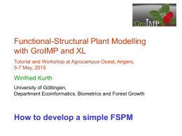 How to develop a simple FSPM with GroIMP
