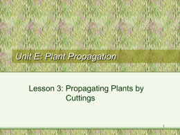 Propagation by Plant Cuttings