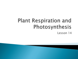 Plant Respiration and Photosynthesis