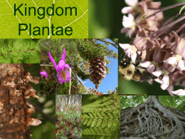 Plantae PowerPoint