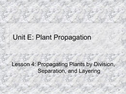 Plant Propagation by Division, Separation, and Layering