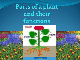 Plants webquest