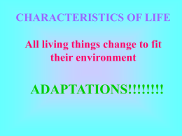 Adaptations Notes Power Point