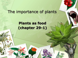 The importance of plants