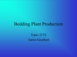 Bedding Plant Production