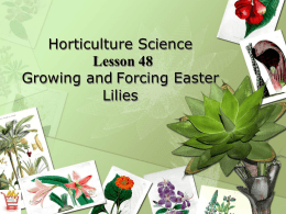 Easter lilies - theplantdoctor