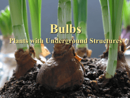 True Bulbs Corms Tubers Rhizomes Tuberous