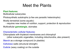 Lecture 08, Bryophytes - Cal State LA