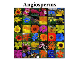 Angiosperms Group 3