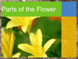 "Parts of the Flower" PowerPoint.