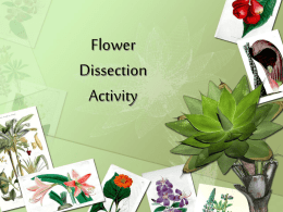 Flower Dissection Activity