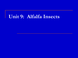 Unit 9: Alfalfa Insects