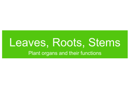 Leaves, Roots, Stems