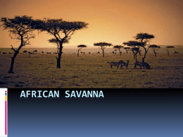 African Savanna