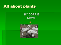What a plant needs