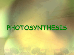 Photosynthesis - Biology Junction