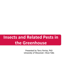 Insect Pests in a GH