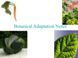 BotanicalAdaptationNotes06