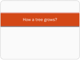 How a tree grows?