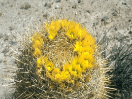 COD Barrel Cactus