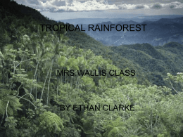 Tropical Rain Forest - cmstropicalrainforestexperts