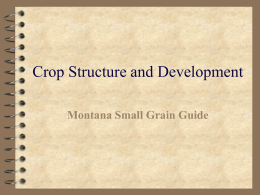 Crop Structure and Development