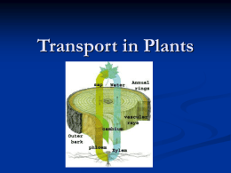 Transport in Plants - Mr Dolan`s Science Page
