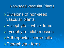Non seed Vascular Plants