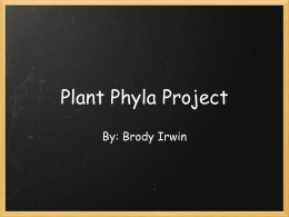 1321456249plant_phyla_project brody