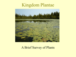 Chapter 6 – Survey of Plants ()