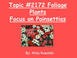 Topic #2172 Foliage Plants