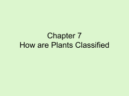 Chapter 7 How are Plants Classified