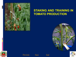 5.STAKING AND TRAINING IN TOMATO PRODUCTION